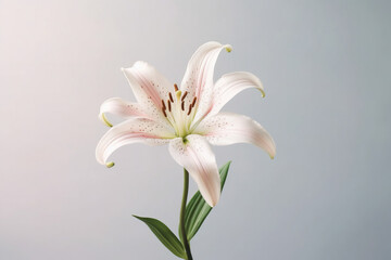 Close up photograph of bright flowers in bloom isolated in front of an even lit background generative ai.