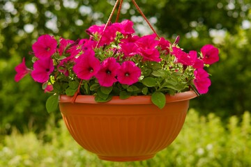 Pink Petunia in a planter