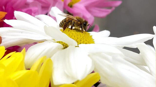 Bee wasp, close-up details, chrysanthemum flowers