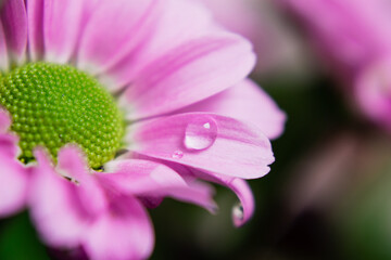 Pink flower with a drop of water on the petals 