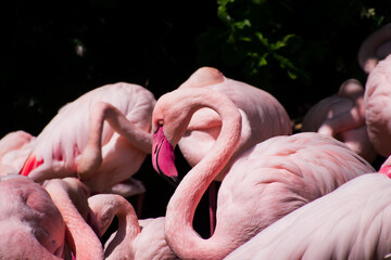 pink greater flamingo in a flock of flamingo's in the sun