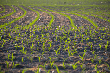Crops growing in the field in the countryside of France
