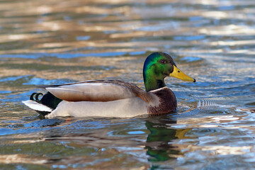 mallard swimming on lake