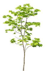 コハウチワカエデ　5月撮影　樹高2.7m