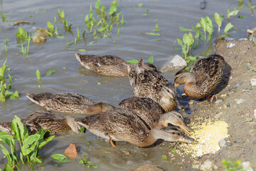 Ducks and ducklings peck forage on the riverbank. People feed wild animals and birds. The concept of the life of wild animals in the city. Hungry birds.