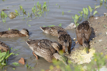 Ducks and ducklings peck forage on the riverbank. People feed wild animals and birds. The concept of the life of wild animals in the city. Hungry birds.