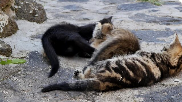 Cute little domestic Bengal and black kittens play wallowing and somersaulting in the open air having fun in the shade from the sun. Playful domestic cats of different colors and breeds play together