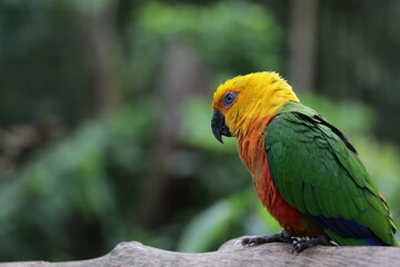 Parrot