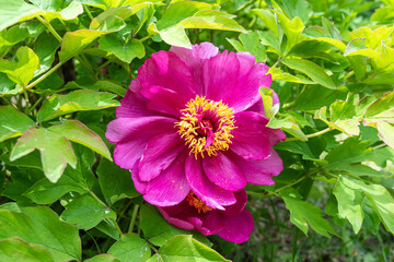 Peonies in bloom in the park