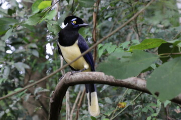 Magpie (Cyanocorax chrysops)