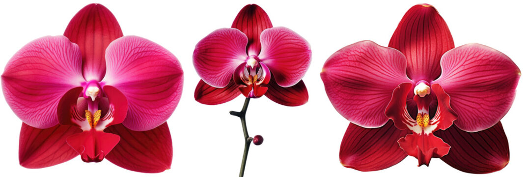 Flower collection, red orchid blossom bundle isolated on white backgroundas transparent PNG