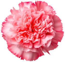 pink carnation flower blossom isolated on white backgroundas transparent PNG