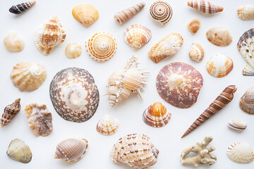 Seashells aesthetic background. Sea shells summery poster.