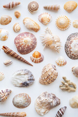 Seashells aesthetic background. Sea shells summery poster.