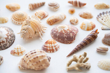 Seashells aesthetic background. Sea shells summery poster.