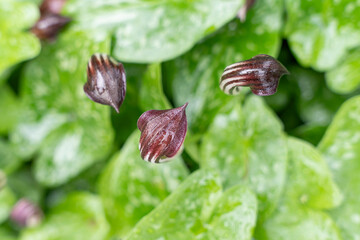 Friar&rsquo;s Cowl (Arisarum vulgare) plant, after rain.