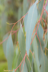 Elegant leaves on a gum tree (Eucalyptus sideroxylon, or red ironbark), endemic to eastern Australia