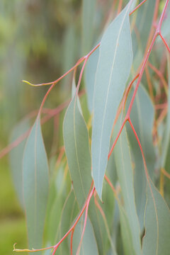 Elegant leaves on a gum tree (Eucalyptus sideroxylon, or red ironbark), endemic to eastern Australia