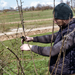 Forming the crown of a tree with the help of spring pruning and removal of unnecessary branches.