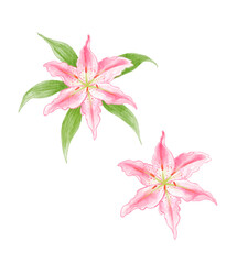 orchid flowers and leaves watercolor