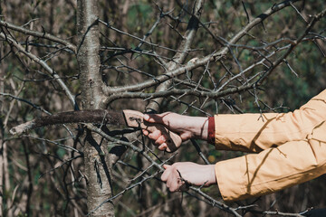 A woman cuts extra and thin branches on an apple tree with a hand saw
