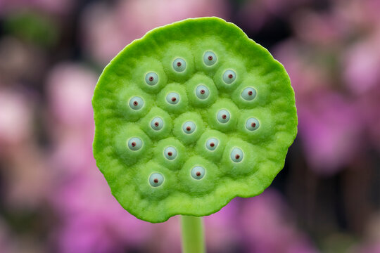 Water lotus seed pod