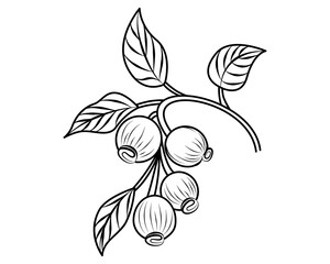 Coloring book Hawthorn. Berry. A branch of a deciduous plant.  A forest, prolific plant. Outline drawing, coloring book for children. Vector. Close-up.