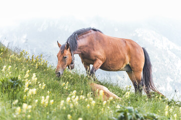 Mother mare beside her sleeping foal