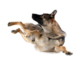 young german shepherd