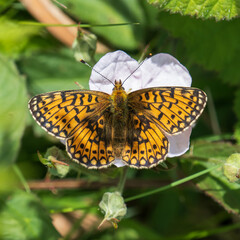 Small Pearl-boardered Fritillary on Bramble