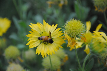 flower, yellow, nature, garden, flowers, summer, plant, sunflower, flora, spring, daisy, blossom, bee, beauty, macro, petal, bloom, color, insect, field, dandelion, floral, petals, botany, pollen