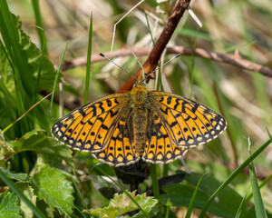 Small Pearl-boardered Fritillary on Bramble