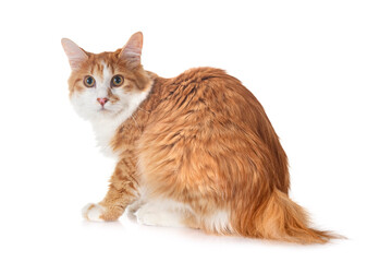 Kurilian Bobtail in studio