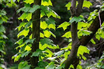 Spring woods, vines wrapped in the trees.
