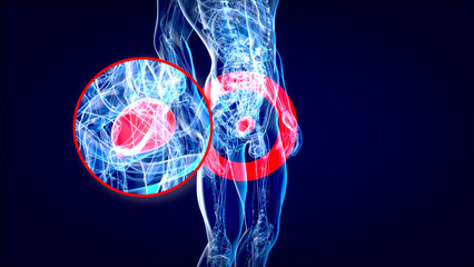 Abstract 3D illustration of the anatomy of the bladder - obrazy, fototapety, plakaty