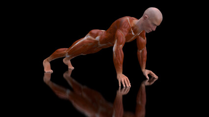 Fototapeta na wymiar 3D anatomy of a man doing pushups