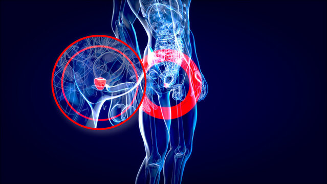 Abstract 3D illustration of the anatomy of the prostate
