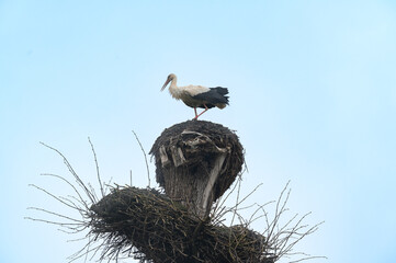 A stork's nest and a stork standing on the nest and watching the world from it.