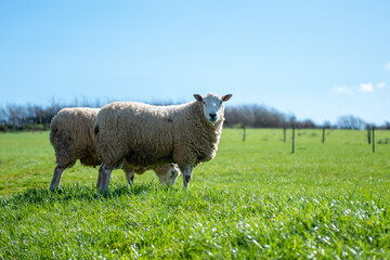 Adult sheep grazing in lush green field