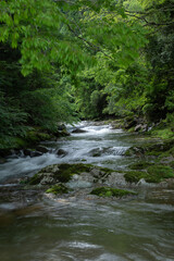 森の中を流れる川