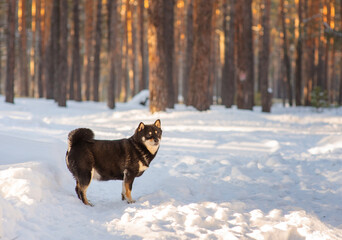 A dog of the Shiba Inu breed, walking in the snow-covered forest in winter.