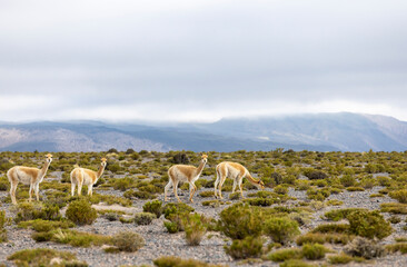 Vicunas grazing in the remote Argentinian highlands - Traveling and exploring South America