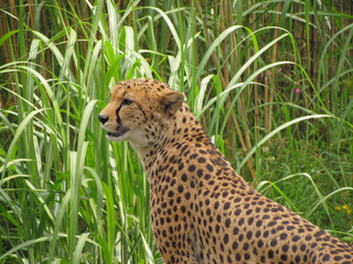cheetah in the grass © Jim