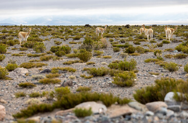 Vicunas grazing in the remote Argentinian highlands - Traveling and exploring South America