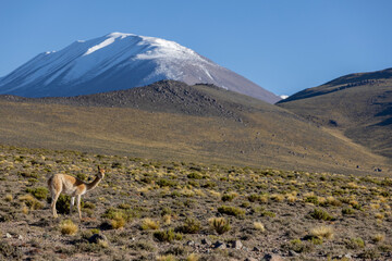 Vicuna grazing in the remote Argentinian highlands - Traveling and exploring South America