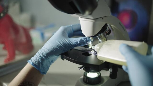A laboratory technician works under a microscope in a veterinary clinic. Animal cell research by a professional. High quality 4k footage