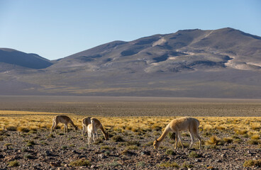 Vicunas in the remote Argentinian highlands - Traveling and exploring South America