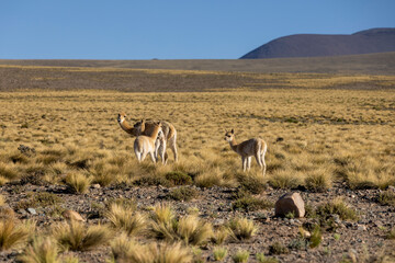 Naklejka na ściany i meble Vicunas in the remote Argentinian highlands - Traveling and exploring South America