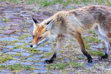 Fuchs, Ritfuchs am PRamort bei Zingst an der Ostsee.