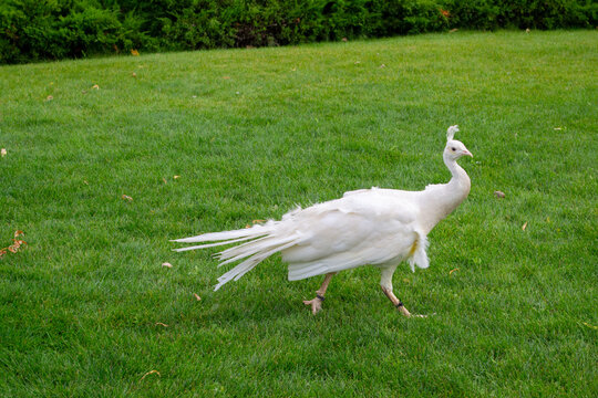 image of male Indian peacoc. Blue, White peacoc. The Indian peafowl Pavo cristatus is brightly coloured